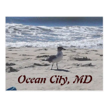 Bird on the Beach Postcard