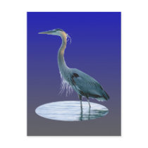 bird only postcards