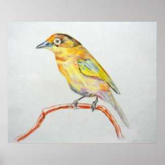 Bird Painting Yellow Exotic Bird Art Print Poster