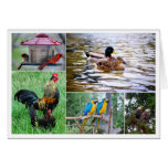 Bird Pairs Collage Greeting Cards