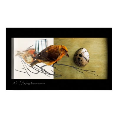 Bird: Pine Grossbeak with shell collage poster print