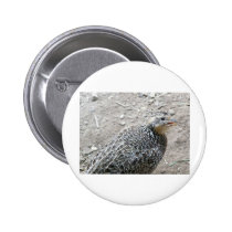 bird buttons