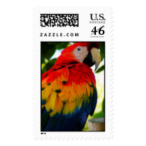 bird postage
