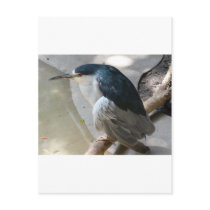 bird postcards