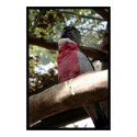 bird posters