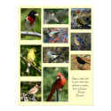 Bird Poster posters