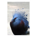 Bird posters