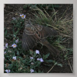 Bird Print