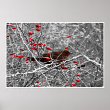 Bird Poster