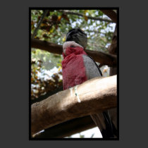 bird posters