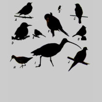 Bird Quiz T-Shirt