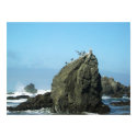 Bird Rock posters by skittle Bird Rock posters