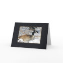 bird series cards