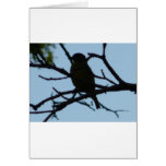 bird,silhouette card