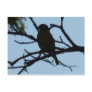bird,silhouette postcard