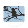 bird,silhouette sticker