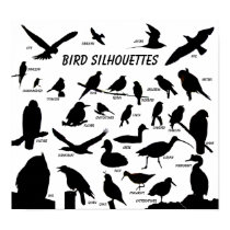 Bird Silhouettes (29) Poster posters