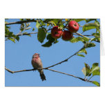 Bird Singing in an Apple Tree Greeting Cards