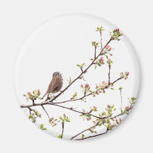 Bird Singing with Spring Flowers Refrigerator Magnets