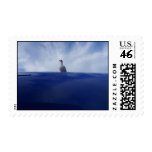 Bird Stamp