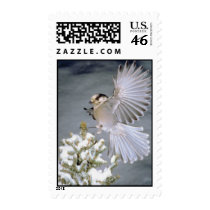 Bird Stamp by lynnhsmomof2 Bird Stamp