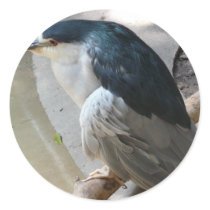 bird stickers