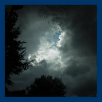 Bird Storm posters