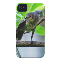 Bird Stretching on Magnolia Tree Iphone 4 Covers