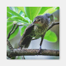 Bird Stretching on Magnolia Tree Magnets