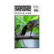 Bird Stretching on Magnolia Tree Postage