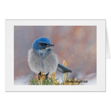Bird Sympathy Card