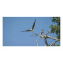 Bird Takes Flight, San Blas Mexico Personalized Photo Card