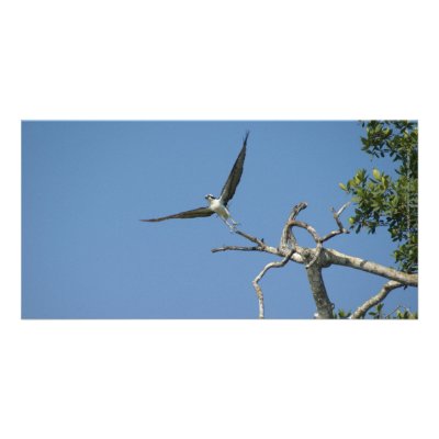 Bird Takes Flight, San Blas Mexico Personalized Photo Card by Caroline_Webb
