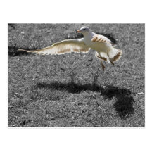 Bird Taking Flight Postcard