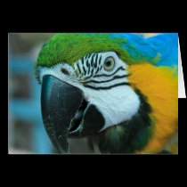 Bird Talk cards