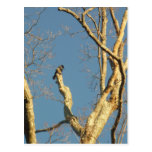 bird, TAYLOR$B.A.K.$ Original Postcard