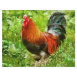 Bird - The Rooster flyers