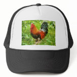Bird - The Rooster Hat