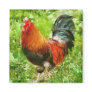 Bird - The Rooster Refrigerator Magnets
