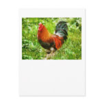 Bird - The Rooster Postcards