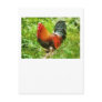 Bird - The Rooster Postcards