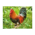 Bird - The Rooster Postcards