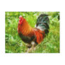 Bird - The Rooster Postcards