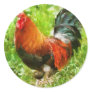 Bird - The Rooster Round Stickers