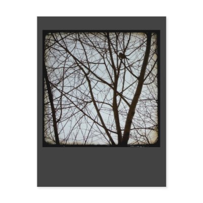Bird Watch. Postcards by FelicitasArt