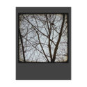 Bird Watch. postcards