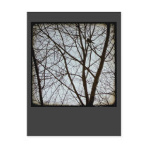 Bird Watch. postcards
