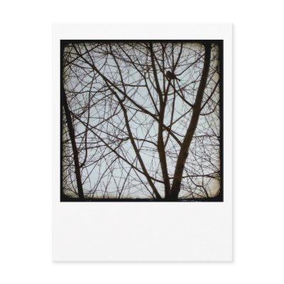 Bird Watch Post Cards by FelicitasArt