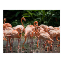 Bird watching post card