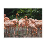 Bird watching post card
